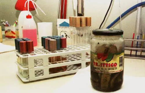 Uccisi dalle conserve fatte in casa