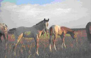 PSICOLOGIA DEL CAVALLO
