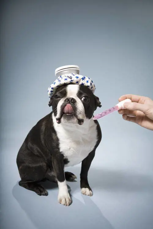 Raffreddore da cani? Aspirina e a cuccia