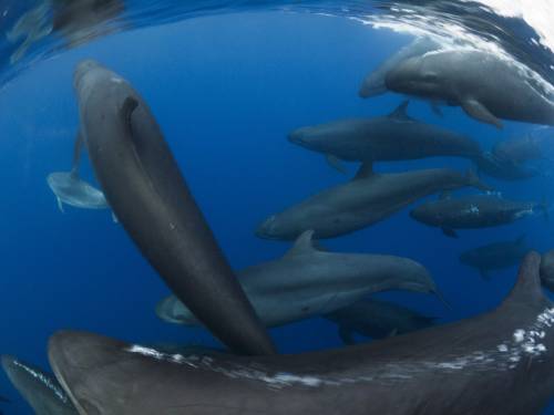 Nuova Zelanda, il cetaceo che si finge un'orca