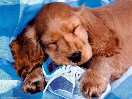 Se le storie lacrimevoli sui cani nascondono truffe