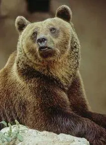 Muore orso marsicano Investito in autostrada