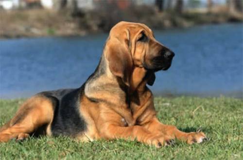 Super detective o flop? Gli investigatori litigano sui cani molecolari
