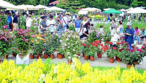 Tutto pronto per Orticola tra fiori, piante e cappelli
