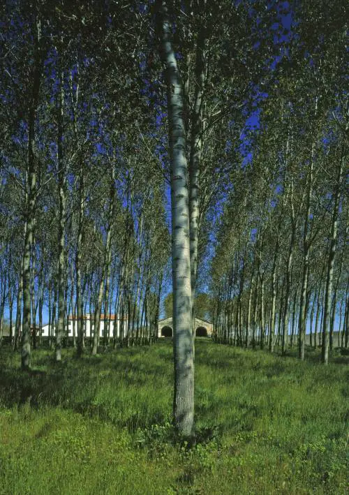 Pioppo, eccellenza da valorizzare