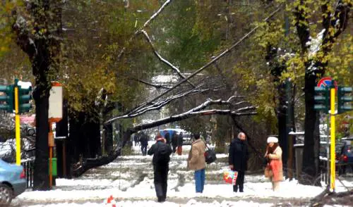 Petizioni contrapposte: la scelta è fra olmi e tramSessanta piante antiche intralciano le rotaie: il Comune deve scegliere