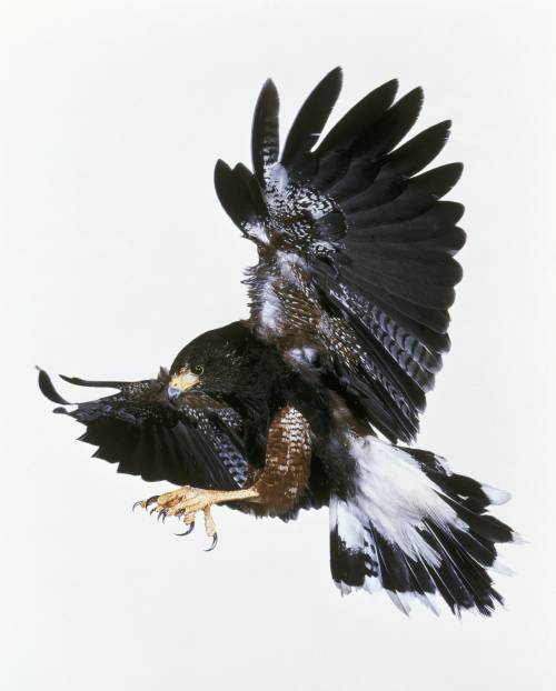 I controllori di volo? Hanno occhi di falco