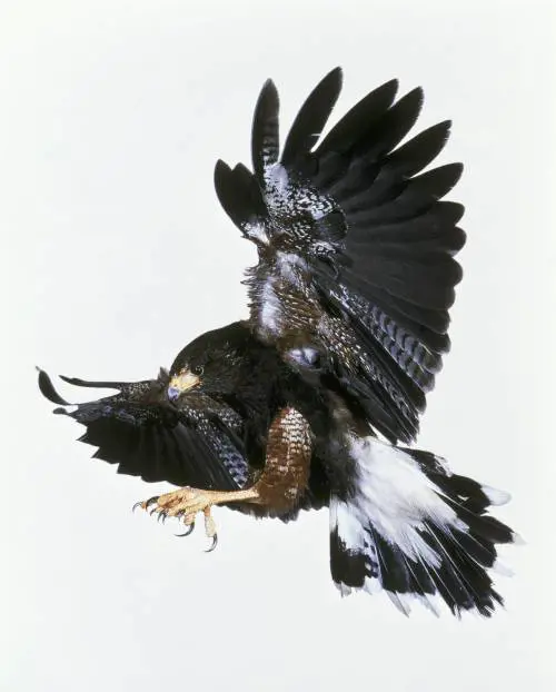 I controllori di volo? Hanno occhi di falco