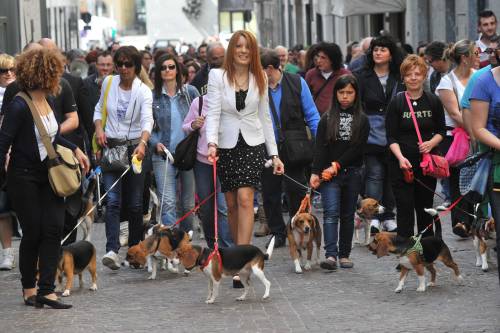 L'ex ministro Michela Vittoria Branbilla alla marcia per i beagle