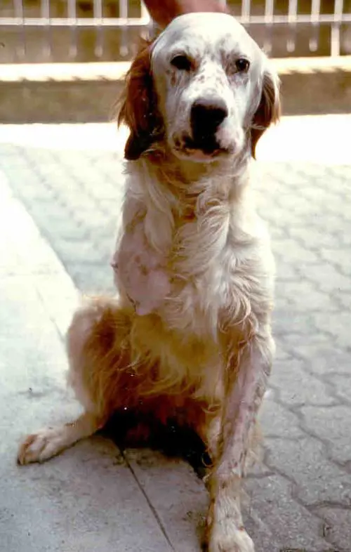 Eutanasia o accanimento il dilemma del veterinario