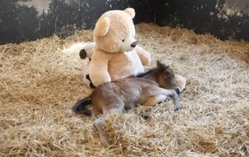 Quel cavallino orfano che dorme con un peluche