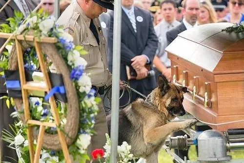 Quella zampa sulla bara vale quanto una preghiera