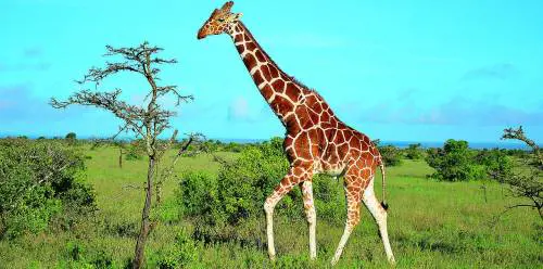Alla ricerca della vostra Africa nel Kenya dei leoni letterari