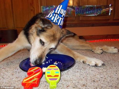 Schoep, il cane malato condannato dal destino ma salvato dall'amore