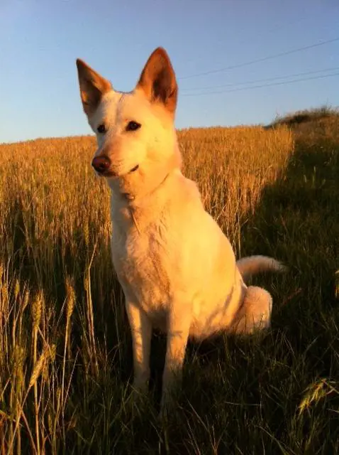 La bella parabola del cane della Bibbia Che rinasce in Italia