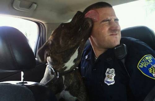 Doveva giustiziare un pitbull diventa il suo migliore amico