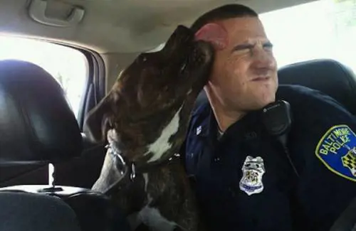 Le razze killer? A volte sono buonissime