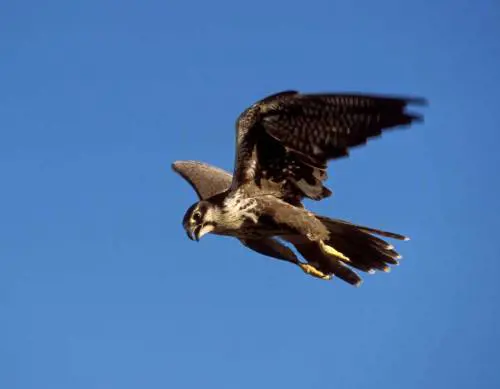 Gli uccelli attaccano gli uomini Sembra l'horror di Hitchcock