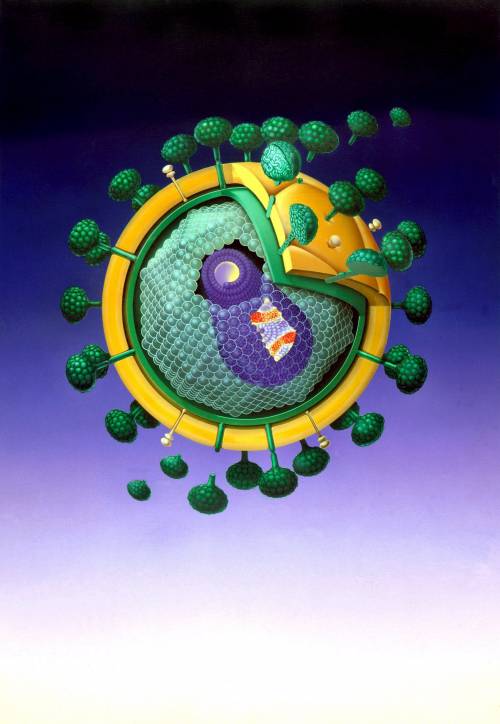 Il modello del virus dell'Hiv, responsabile dell'Aids