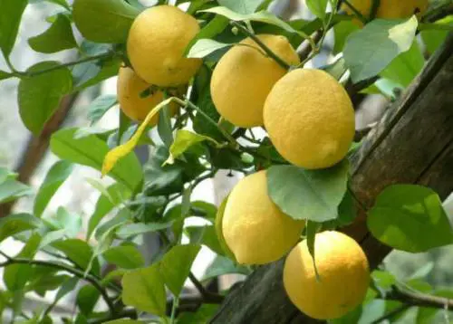 Il sole e i sapori della Sicilia: storia di un limoncello d'eccellenza