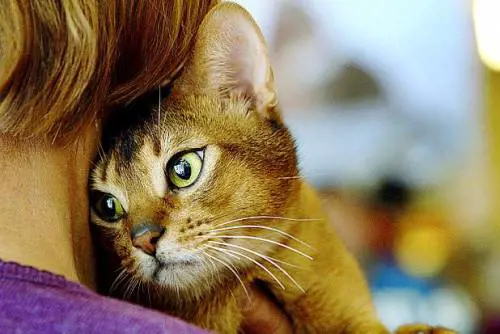 Con l'estate esplode il numero degli animali da soccorrere