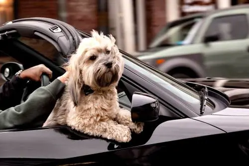 Il condominio? Paga anche il cane