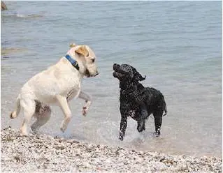 Quelle spiaggie "no dog" offendono il buonsenso