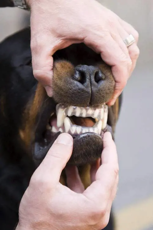 La nuova ansia da vacanza: trovare il "dog sitter" giusto