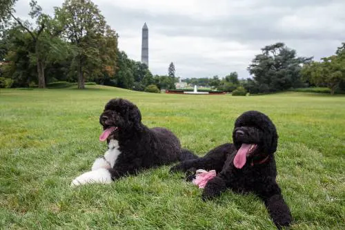 La famiglia Obama adotta Sunny, una nuova cagnolina