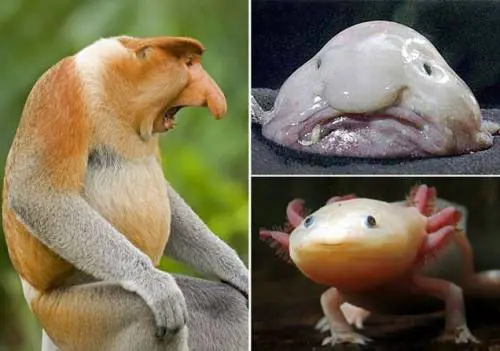 Quegli animali troppo brutti per essere amati dall'uomo