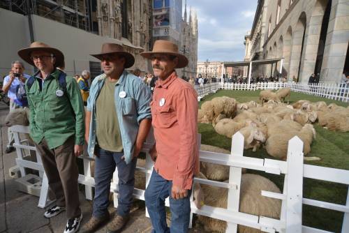 Piazza del Duomo invasa dalle pecore
