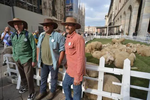 Piazza del Duomo invasa dalle pecore