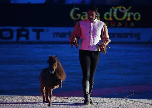 Rapito Charlie, pony bonsai che vale come la Gioconda