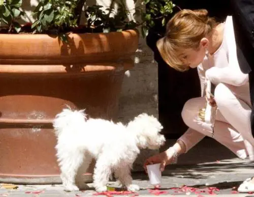 Dai Verdi agli animalisti, tutti difendono Dudù Grillo costretto a scusarsi