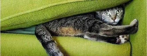 Cerco casa disperatamente Ma a misura di cucciolo il fenomenoArredo pet-friendly