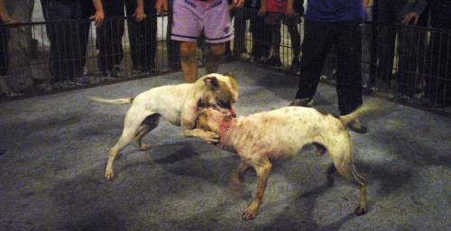 Cani, un satellite anti-combattimenti