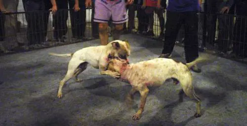 Cani, un satellite anti-combattimenti