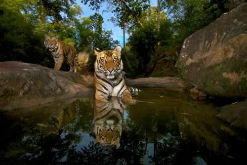 Wildlife Photographer of the year, lo spettacolo della natura  al Minguzzi