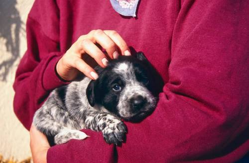 Volete far imbestialire il cane? Trattatelo da essere umano...