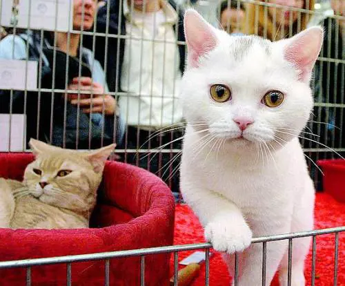 Cani e gatti tassati come lo champagne
