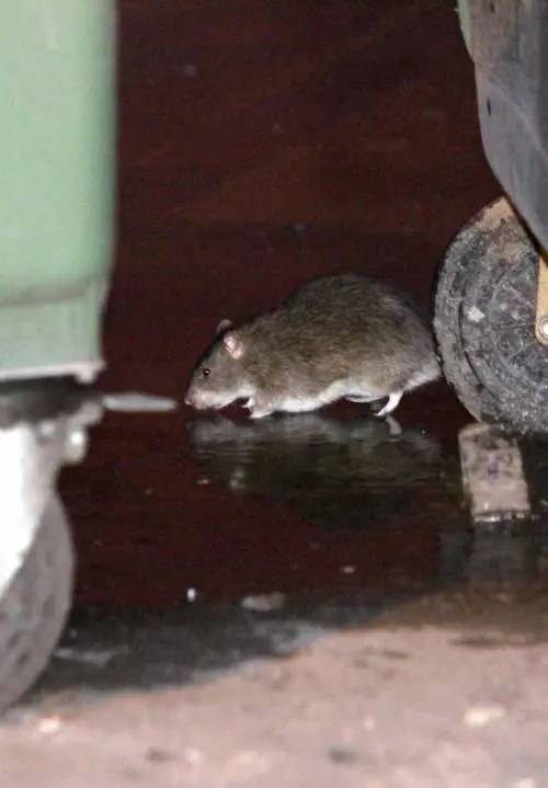 Piazze e stazioni invase: in città 5 milioni di topi