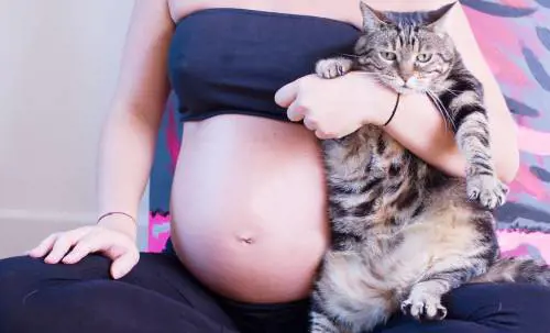 Donne incinte e gatti, la tv fa terrorismo