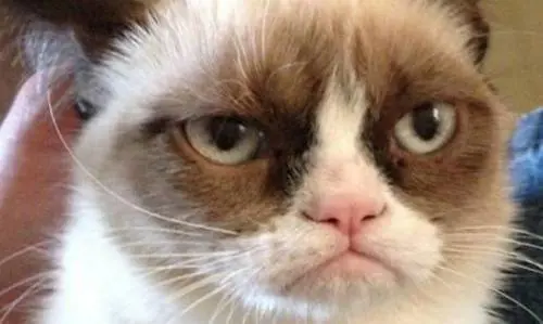 Che affare la tenerezza I mici star di internet fanno vendere di tutto