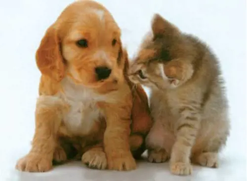 Usa, le aziende concedono giorni di lutto per animali domestici