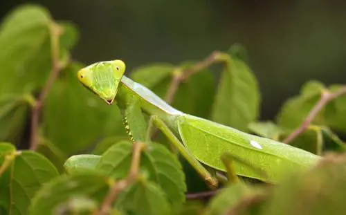 Ci raccontiamo bugie per sopravvivere Come fa la natura