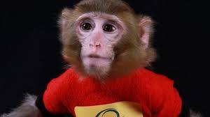 L'Iran lancia (e recupera) una scimmia nello spazio