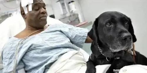 Il cane che tutti vorrebbero: salva il padrone e lo fa ricco