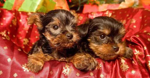 Cenone anche per Fido, purché sia tradizionale 