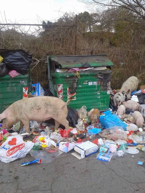 Emergenza rifiuti a Roma: anche i maiali tra i cassonetti