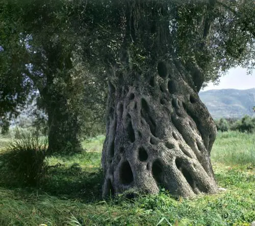 In fumo i sacri ulivi olimpici La Grecia brucia la sua storia